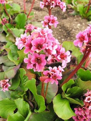 Bergenie  - cordifolia 'Herbstblüte'