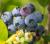 Heidelbeere Bluegold Vaccinium corymbosum