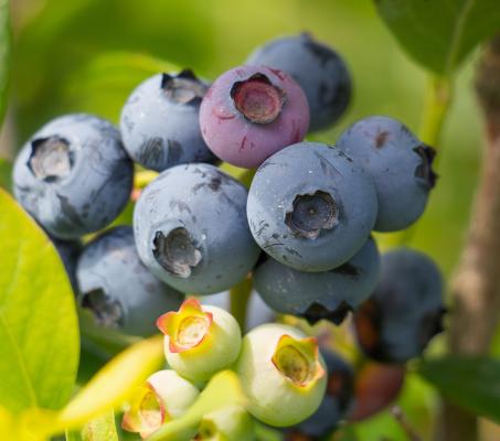 Heidelbeere 'Bluegold' Vaccinium corymbosum