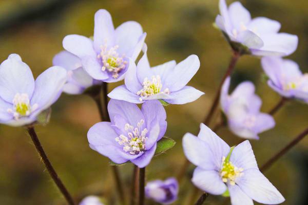 Leberblümchen Hepatica - nobilis (giftige Pflanze)