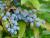 Schmuck Mahonie - Mahonia Bealei