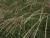 Miscanthus ( Chinaschilf ) - sinensis Adagio