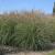 Miscanthus ( Chinaschilf ) - sinensis 'Adagio'