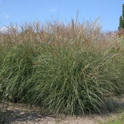 Miscanthus ( Chinaschilf ) - sinensis 'Adagio'