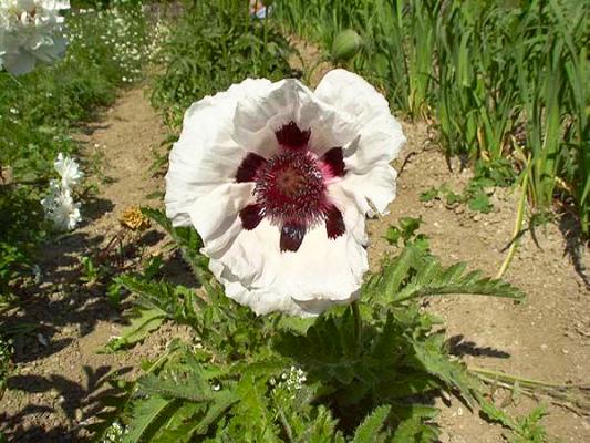 Mohn Papaver  - orientale 'Royal Wedding'