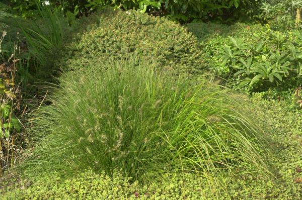 Pennisetum ( Lampenputzergras ) - alopecuroides 'Little Bunny'