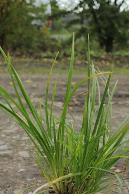 Poa ( Wald-Rispen-Gras ) - chaixii