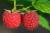 Himbeere Heritage Rubus idaeus