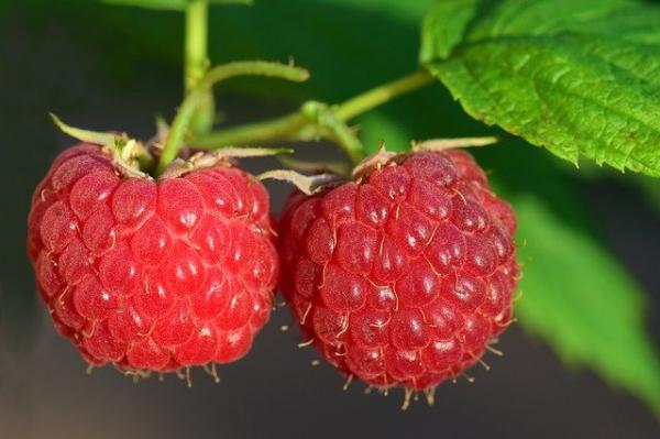 Himbeere Heritage Rubus idaeus