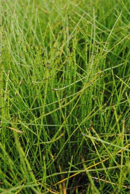 Zwergschachtelhalm Equisetum scirpoides