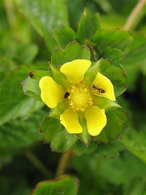 Scheinerdbeere Duchesnea - indica*