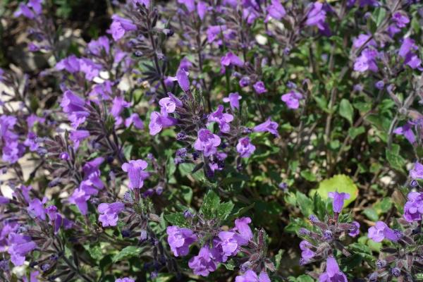 Bergminze Calamintha - nepeta 'Blue Cloud'