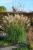 Miscanthus ( Chinaschilf ) - sinensis 'Hermann Müssel'