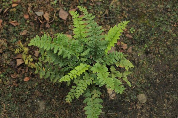 Heimischer Glanz-Schild-Farn - Polystichum aculeatum