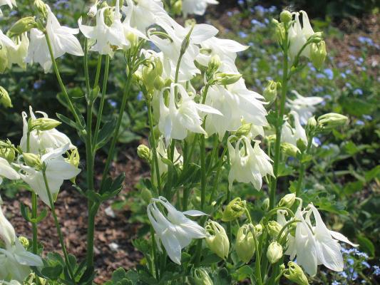 Kurzspornige Garten-Akelei 'Alba' Aquilegia - vulgaris 'Alba'