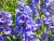 Rittersporn Delphinium  - Pacific 'Blue Bird'