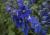Rittersporn Delphinium  - Pacific 'Blue Bird'