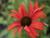 Sonnenhut Echinacea - purpurea 'Tomato Soup' ®