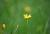 gelbe Binsenlilie Sisyrinchium californicum