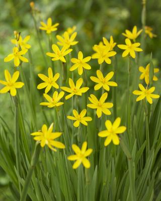 gelbe Binsenlilie Sisyrinchium californicum