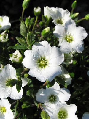 Berg-Sandkraut Arenaria - montana