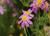 Mädchenauge Coreopsis - rosea American Dream