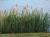 Schilf Phragmites australis