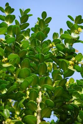 Buxus sempervirens - Heckenpflanze