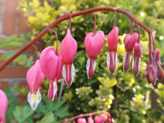 Herzblume Dicentra - spectabilis (giftige Pflanze!)