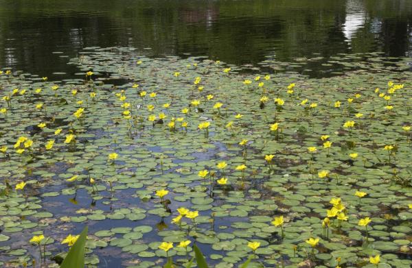 Seekanne Nymphoides peltata