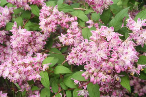 Sternchenstrauch Strawberry Fields - Deutzia