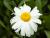 Großbl. Margerite Leucanthemum - x superbum 'Snowdrift'