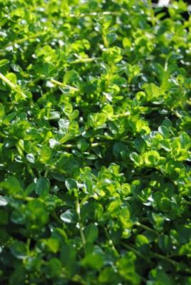 rundblättrige Rotala rotundifolia green