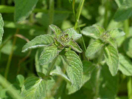 Gewöhnlicher Dost, Majoran - Origanum vulgare