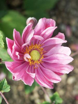 Japan-Herbst-Anemone - japonica 'Pamina'
