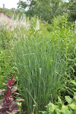 Panicum ( Zierhirse ) - virgatum 'Cloud Nine'