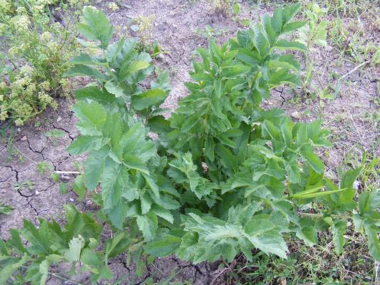 Liebstöckel - Levisticum officinale