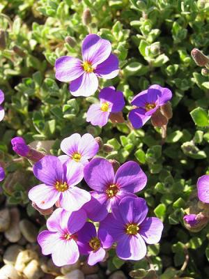 Blaukissen Aubrieta - x cultorum 'Blaumeise'***