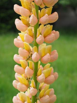 Gartenlupine Lupinus  - polyphyllus 'Kronleuchter'