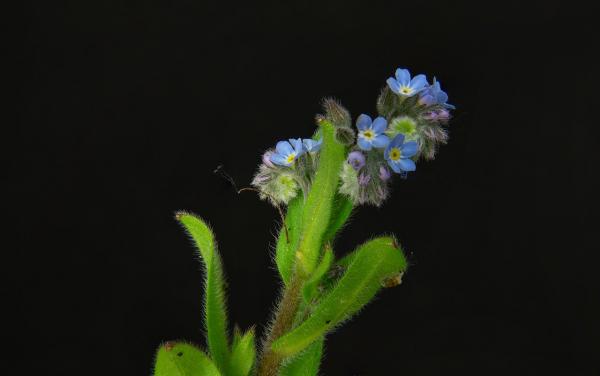 Heimischer Steinsame - purpureocaerulea