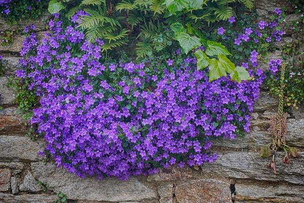 Glockenblume Campanula - poscharskyana 'Blauranke'