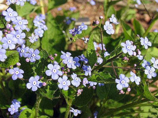 Kaukasus-Vergißmeinnicht  - Brunnera macrophylla