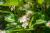 Apfelbeere Viking Aronia melanocarpa