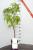 Pflaume Jubileum Prunus