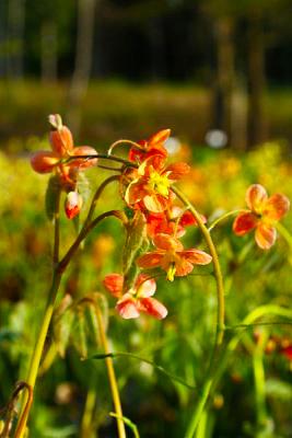 Elfenblume Epimedium - x warleyense 'Orangekönigin'