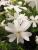 Flammenblume Phlox - subulata 'White Admiral'