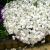 Flammenblume Phlox - subulata 'White Admiral'