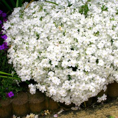 Flammenblume Phlox - subulata 'White Admiral'