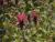 Indianernessel Monarda  - fistulosa Balance