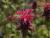 Indianernessel Monarda  - fistulosa Balance